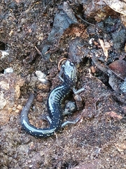 Plethodon albagula