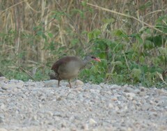 Crypturellus tataupa