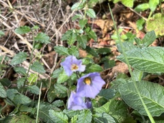Solanum umbelliferum