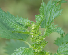 Urtica urens