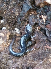 Plethodon albagula