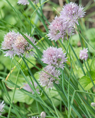 Allium schoenoprasum