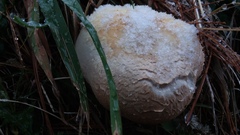 Agaricus crocodilinus