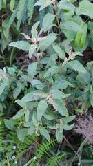 Varronia curassavica