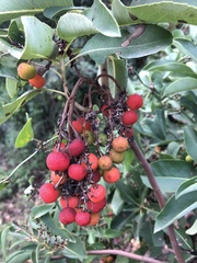 Arbutus andrachne