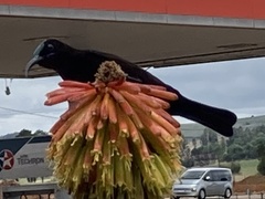 Chalcomitra amethystina