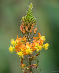 Bulbine frutescens
