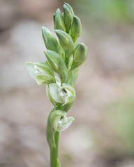 Chloraea membranacea