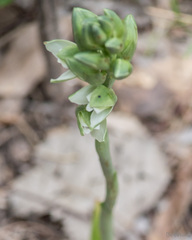 Chloraea membranacea