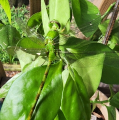 Erythemis vesiculosa