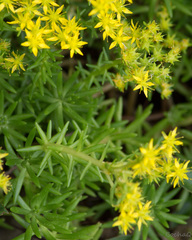 Sedum mexicanum
