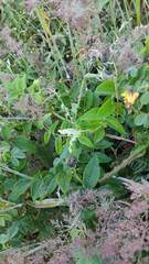 Teucrium scorodonia