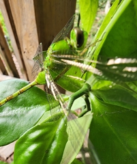 Erythemis vesiculosa