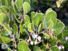 Arctostaphylos sensitiva