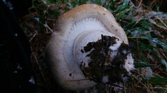 Agaricus crocodilinus