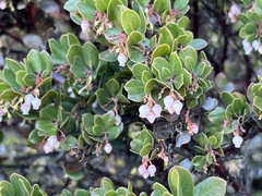 Arctostaphylos sensitiva