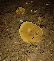 Fungi