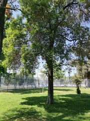 Ligustrum lucidum
