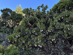 Arctostaphylos sensitiva