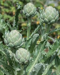 Cynara cardunculus cardunculus