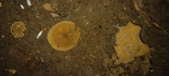 Fungi