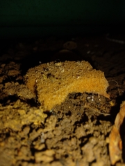 Fungi