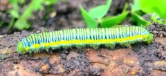 Leptophobia aripa