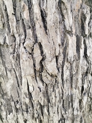 Ligustrum lucidum