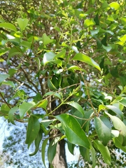 Ligustrum lucidum