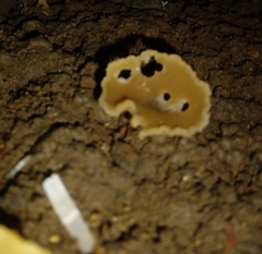Fungi