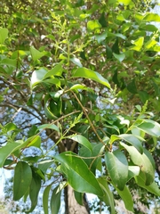 Ligustrum lucidum