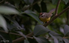 Basileuterus culicivorus
