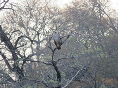 Buteogallus coronatus