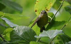 Basileuterus culicivorus