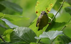 Basileuterus culicivorus