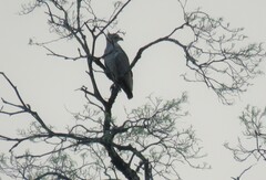 Buteogallus coronatus