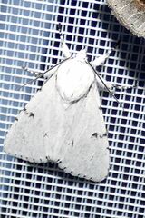 Acronicta leporina