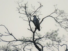 Buteogallus coronatus