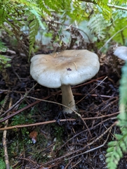 Clitocybe nebularis