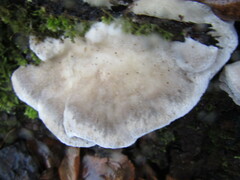 Trametes suaveolens
