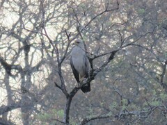 Buteogallus coronatus