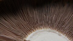 Agaricus crocodilinus