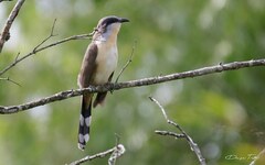 Coccyzus melacoryphus