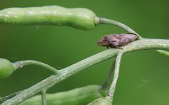 Cephisus siccifolius