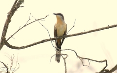 Coccyzus melacoryphus