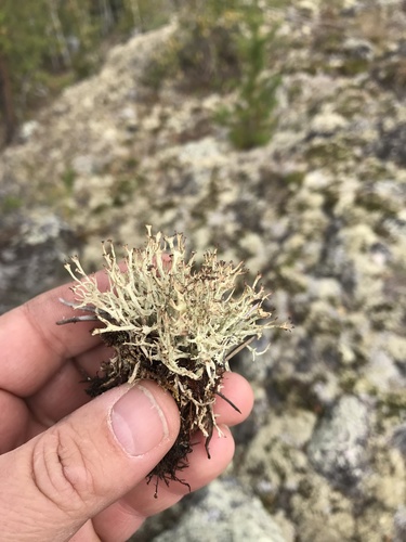 Quill Lichen