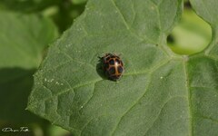 Epilachna paenulata