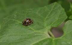 Epilachna paenulata