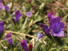 Echium plantagineum