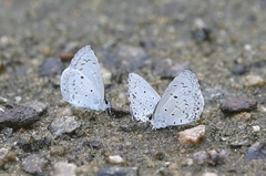 Celastrina lavendularis
